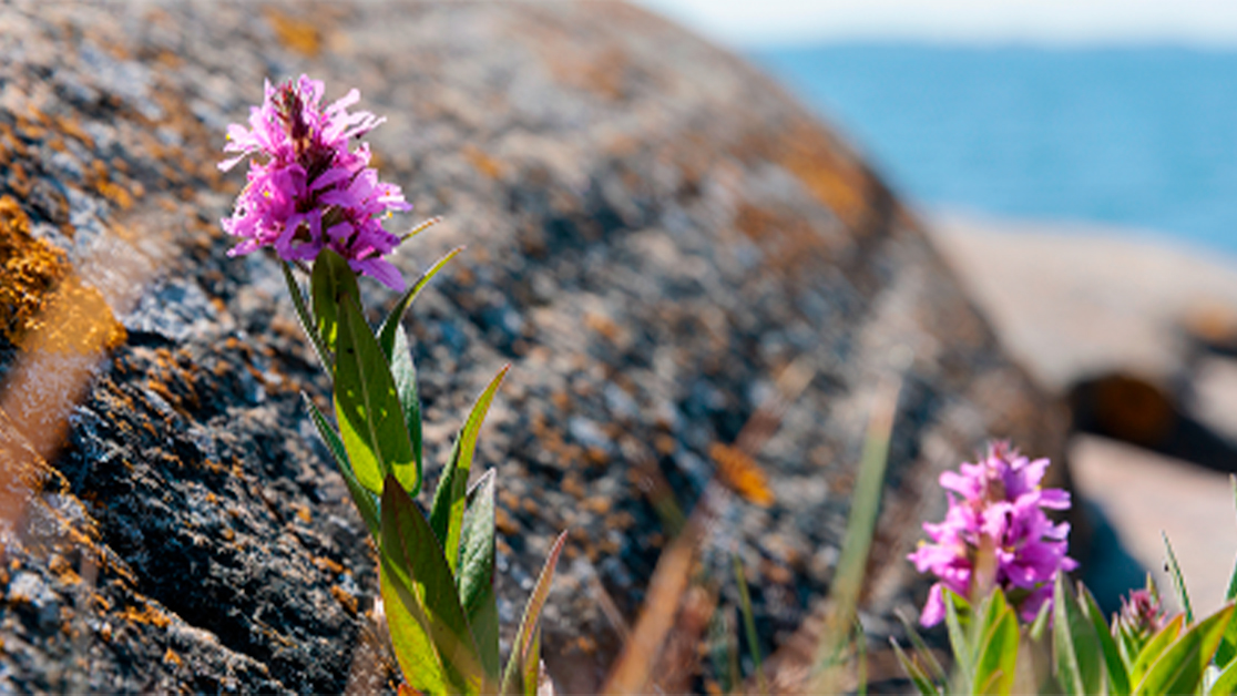 Seafarers’ Pension Fund
